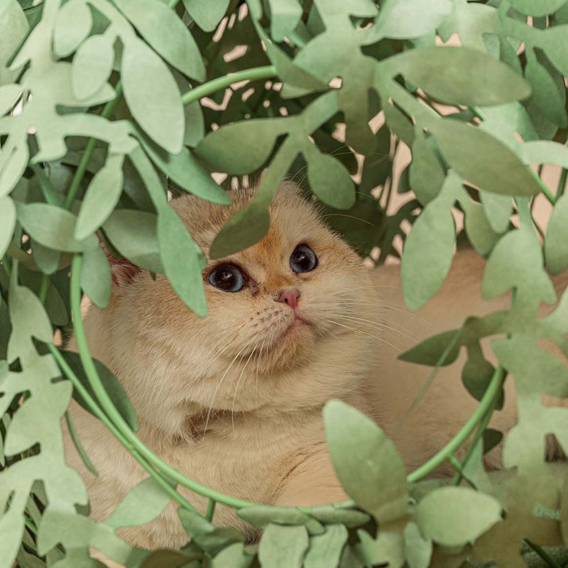 [유나이티드펫츠] 캣 부쉬 고양이 집 쿠션